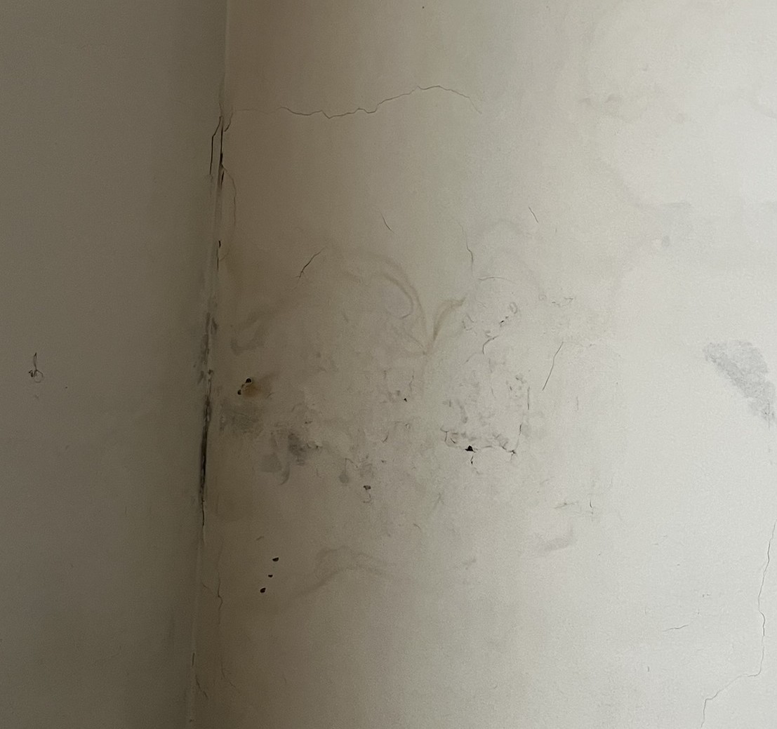 Foto de moho
